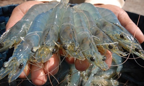 Shrimp exports increased sharply in many markets