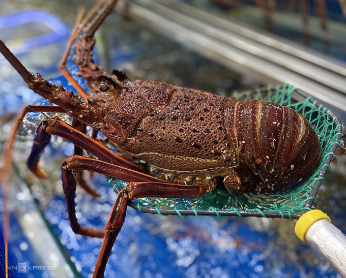Australian lobster suddenly reduced price